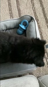 Puppy digging 😂play time 🐶❤️😍🐾❤️🐶 #cuteanimals #doglove #puppyvideos