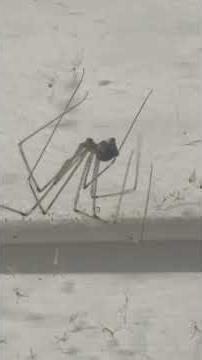 Spider Time iPhone 17 Pro 7 06 2026 #jeffmcgovern #pestcoach #spiders