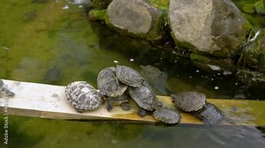 The turtles lie on top of each other, thus building a pyramid of turtles. Animals rest in the pond. Many turtles have gathered on the log lying in the water. A crowd of reptiles together.