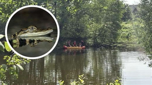 Alligator-Jagd in Deutschland: Ganze Stadt in Aufruhr – erste Vermutungen
