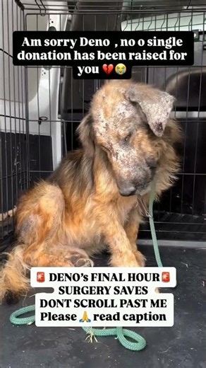 💔 Heartbreaking… DENO Is on the Euthanasia List. We Have One Chance to Save Him.
