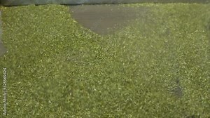 Sifting tea. Tea production line. The process of sifting tea in fabric. Tea drying process. Close view herbal tea leaves. Making green tea at factory. Green tea, thyme leaves in factory.