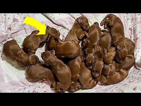 After Rescuing Them, Firemen Realized They Weren't Puppies