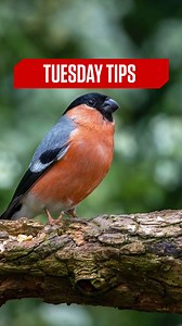 14K views · 338 reactions | #TuesdayTips Take your bird photography to the next level with Aaron Sterling's tips and tricks! 廉 Read more: https://canon.sm/4dLlqtO Faites passer vos photos d'oiseaux au niveau supérieur grâce aux conseils et astuces d'Aaron Sterling ! 廉 #CanonCNA #CanonCNAfrica | Canon Central & North Africa | Facebook