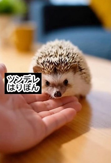 How to raise a hedgehog and feed it #hedgehog #dailylifeofhedgehogs #raising #feeding