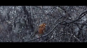 SAM BROWN | WAITROSE | COMING HOME