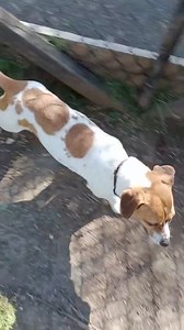 5.4K views · 57 reactions | "GASTON"- ADOPTED!! Rehoming no...