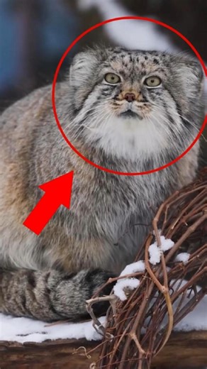 Pallas’s Cat: Grumpy Face, Warm Heart, Smart Mind!