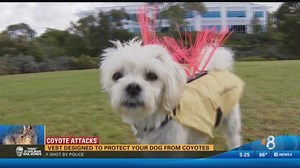 Vest designed to protect your dog from coyotes