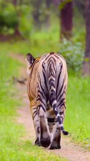 434K views · 25K reactions | The tiger, majestic and silent, slips...