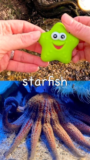 Sea Animal Names | Kids Learn by the Branch: Starfish Triggerfish Sea Lion Fish Lionfish
