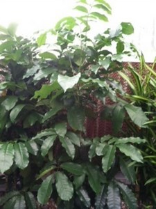 Caring for a Natal Mahogany Plant (Trichilia Emetica)