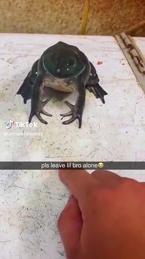 #frogsoftiktok #funny #memes | frog