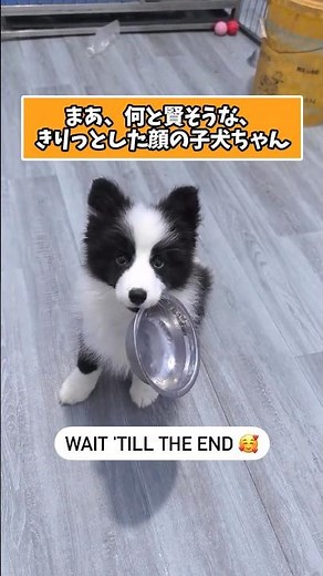 5 puppies to make you laugh and relax after a hard day at work lol #puppy #funny #relaxing #lifew...