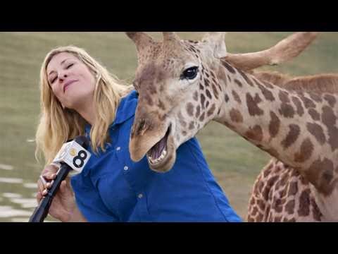 When Animals Ruining Serious News That Turned Into Uncontrollable Laughter 😂