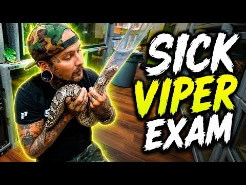 My HIGHLY VENOMOUS HYBRID VIPER is SICK 🤒