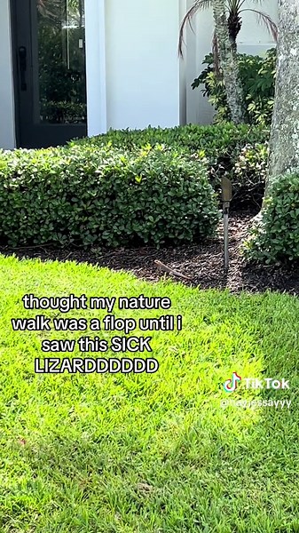 Incredible Nature Encounter: Unexpected Lizard Discovery