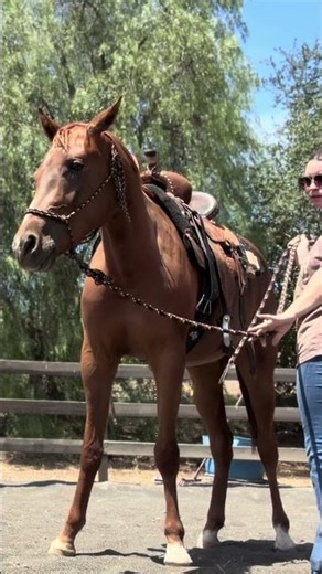 Supple horse
