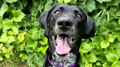 Looking for your new best friend? Meet the cats and dogs who've been at Milwaukee area shelters the longest