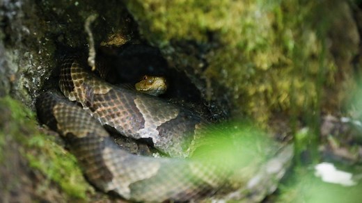 Where do KY’s copperheads go for winter? Their hiding spot may be closer than you think