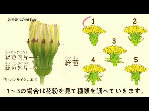 タンポポチャンネル 3～解析編「タンポポを分類しよう！」