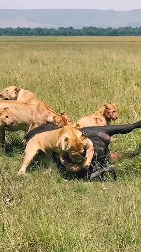 780 reactions · 11 shares | Lion Team Attack  #viralpost2025シ #viralpost2025 #trendingreels #fypageシ #foryoupage #ja_ansari #animalswildlife #vidioviral #animals #like | Ja Ansari | Facebook