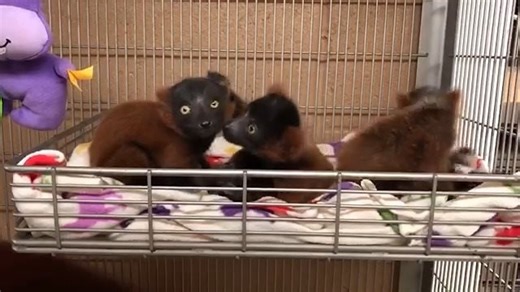 153K views · 1.5K shares | Due to health reasons, Juniper, a baby Red-ruffed lemur, had to be hand raised by our animal care team. At the same time, another lemur mom named Ada and her two babies were temporarily staying at the animal hospital. The timing was perfect, and we decided to introduce Juniper to Ada and her two babies. Ada accepted Juniper as one of her own and is currently taking care of her. Watch the miraculous story of Juniper's adoption here. | Metro Richmond Zoo | Facebook
