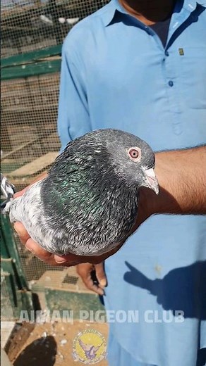 Old Kamangar Breed|SHOUQ @AJMANPIGEONCLUB #shortsvideo #youtubeshorts