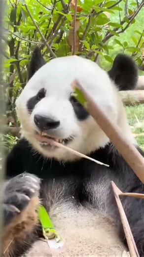“Why Can’t You Buy a Panda? 🐼 Panda Mystery!