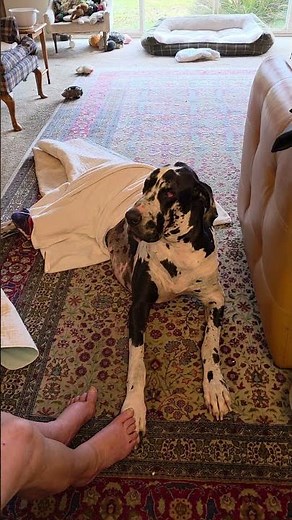 Great Dane Love WE HAVE POOP