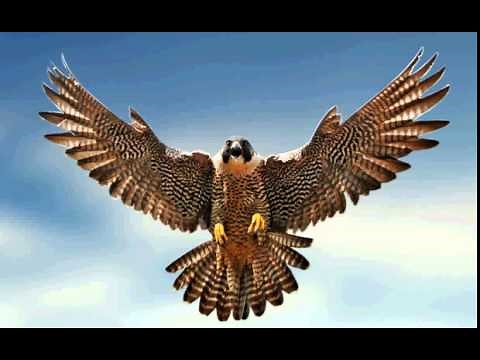 Falcon Sound Effect (Royalty Free)