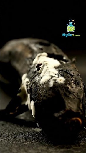 "Banana Time-lapse 4K | The Beautiful Science of Decay"