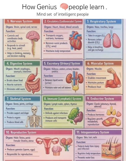 Human all vital Organ