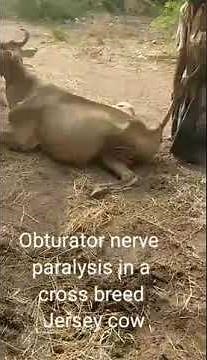 Obturator Nerve Paralysis in a cross breed Jersey cow: