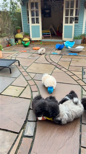 Little Eddy needing a hand down before I was attacked by a pomp of Pekes. What a way to go! 🥰 | Biggiwigs Pekingese