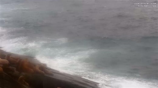 13K views · 444 reactions | The first orca sighting of the season...