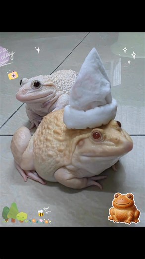 Good Morning Folks 🤗👍🐮 #bullfrog #snowbullfrog #albino #白化牛 #雪牛 | The House of Pacman