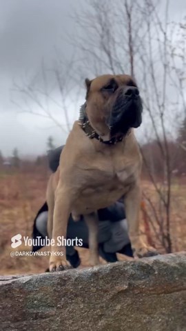 Check Out The GIANT Pit Bull In Action Today