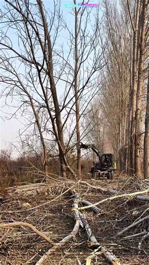 From Forest to Factory: The Journey of Lumber