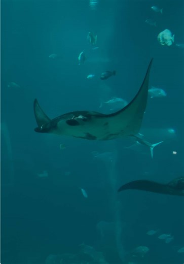 Where the waves whisper and the colors dance — welcome to a world beneath the calm. . . . . . . #OceanariumSingapore #SingaporeAquarium #SgAquarium #UnderwaterWorldSG #SeaLifeSingapore #MarineLifeSG #UnderTheSeaSG #OceanVibesSG #AquariumSingapore #SingaporeTourism #VisitSingapore #SgTravel #ThingsToDoInSG #DiscoverSingapore #UnderwaterBeautySG