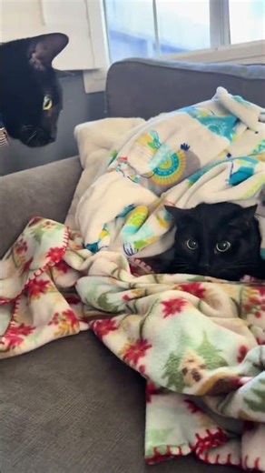 @babies.poopy: A daily occurrence in this household 🐈‍⬛👹 #catlovers #cat #kitten