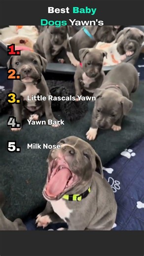 Puppy Yawns So Cute It Hurts 🥹 #puppylove #shorts