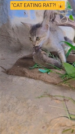 CAT EATING RAT?! 🙀 Wait For The End! #shorts #viral