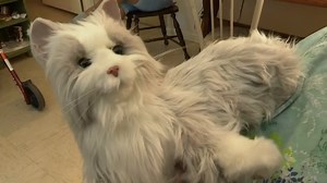 State project gives robotic cat to woman after losing pet