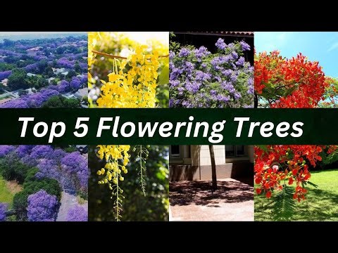 Top 5 Flowering Trees || Best Flowering Trees || Fastest Growing Trees || Best trees In India ||