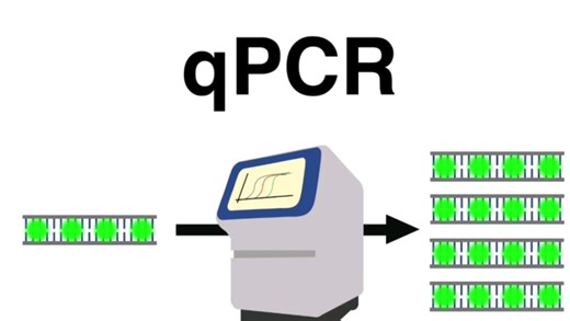 【通俗易懂生物说】揭秘qPCR：DNA检测的科学与技术