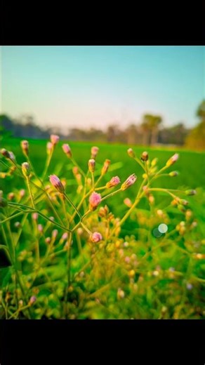 lmc config file #lmc #config #lmc8 #gcam