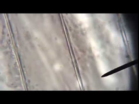 Cytoplasmic Streaming in Onion at 400x