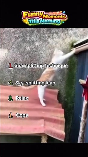 The lost hero cat😳 #shorts #usa