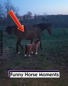 59K views · 640 reactions | Funny Horse Moments | Fernanda Romero | Facebook